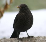 Amsel (12).JPG