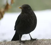 Amsel (12).webp