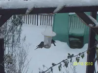 100_2725.webp