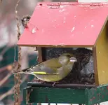 P1046063 Spatz.webp