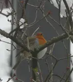 Rotkehlchen.webp