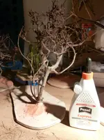 Krippenbotanik 001.webp