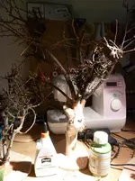 Krippenbotanik 004.webp