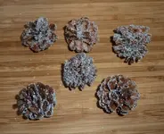 Kienäppel.webp