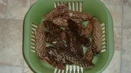 Tannenzapfen.webp