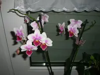 CIMG3520.webp