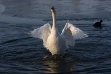 Schwan auf Eis.webp