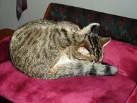PSchlaf_beim_Putzen.webp