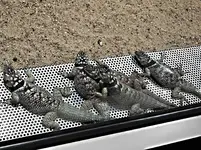 P1056716 Geckos.webp