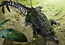 P1056722 Krokodil.webp