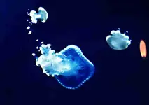 P1056789 blaue Qualle.webp