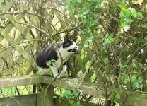 Stupsi in der Rosenhecke v.webp