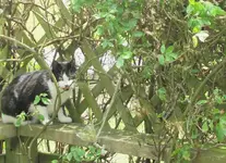 Stupsi in der Rosenhecke v (1).webp