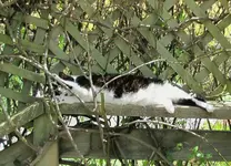 Stupsi in der Rosenhecke v (4).webp