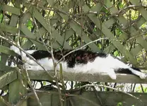 Stupsi in der Rosenhecke v (5).webp