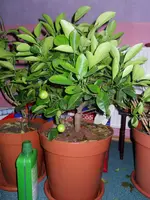 SDC12134.webp
