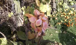 IMAG0077.webp