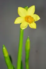 Narzisse3.webp