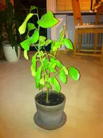 IMG_0253.webp IMG_0253.webp