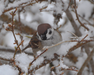 Spatz.webp