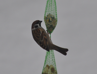 Spatz2.webp