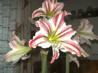 BILD0250.webp