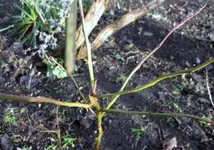 Blaubeere.webp