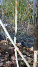 Schwarze_Johannisbeere.webp