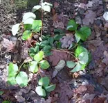 Erdbeere.webp