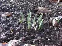 Grüne_Spitzen (3).webp
