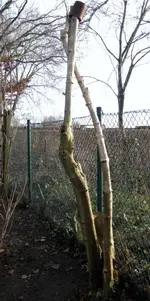Erinnerung_an_den_toten_Baum.webp