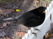 Herr_Amsel.webp