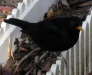Herr_Amsel (2).webp