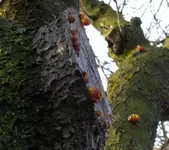 Baumschleim.webp Baumschleim.webp