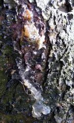 Baumschleim (3).webp