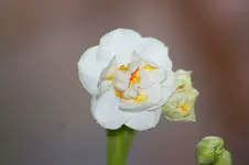 Duftnarzisse_kleiner.webp