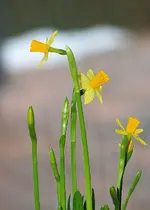 Schneeschmelze_kleiner.webp