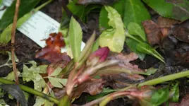DSC04574.webp