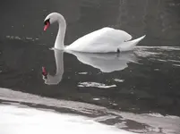 Gleich und gleich.....webp