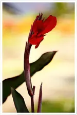 HG_003.webp