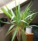 Foto0158.webp