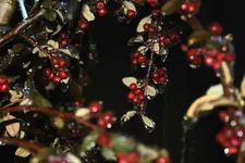 DSC06161(1).webp