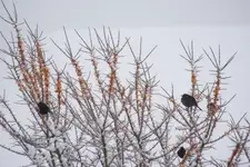 DSC06367(1).webp