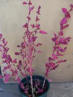 Bild 037.webp