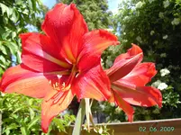 PICT2479.webp