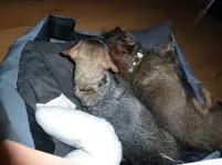 Dackelsardinen 001.webp