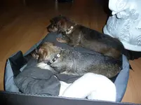 Dackelsardinen 002.webp