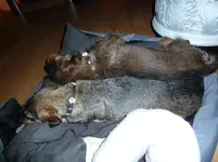 Dackelsardinen 003.webp