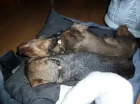 Dackelsardinen 004.webp