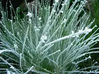 Winter 2009 464v.webp